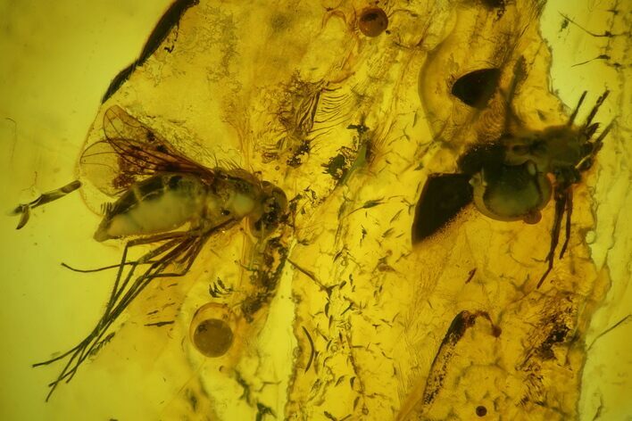 Detailed Fossil Fly (Diptera) and a Spider (Araneae) in Baltic Amber #183604